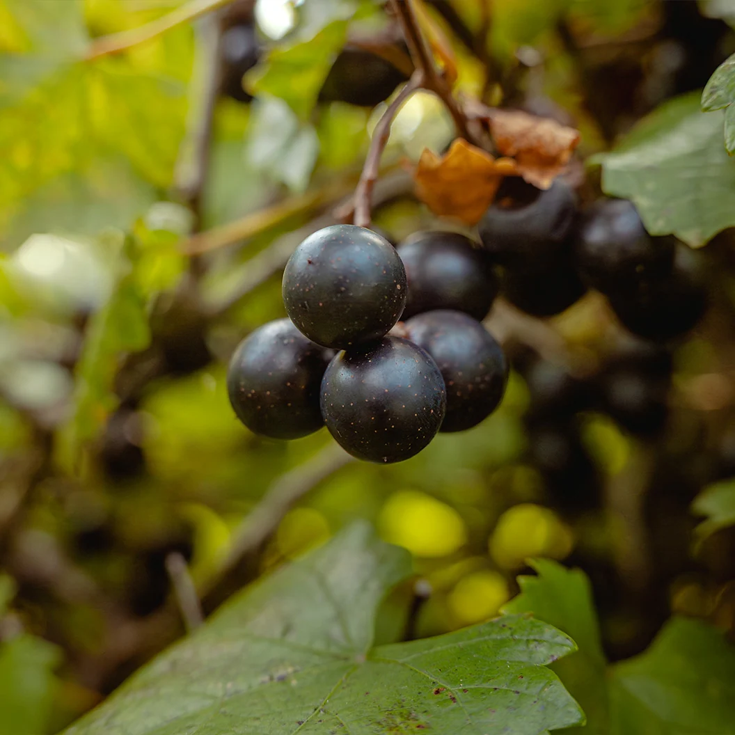 Jumbo Black Muscadine Vine 3 Jumbo Black Muscadine Vine