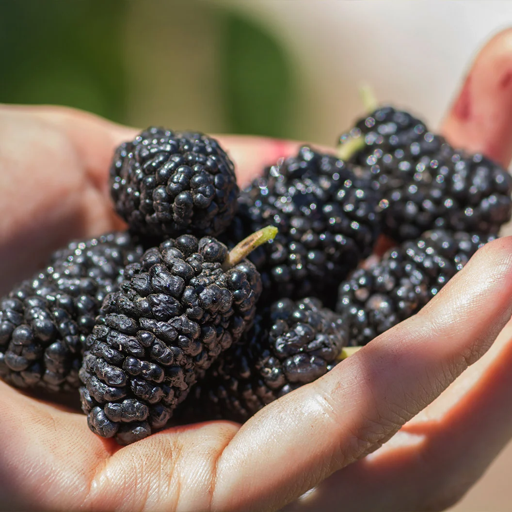 Black Mulberry Tree