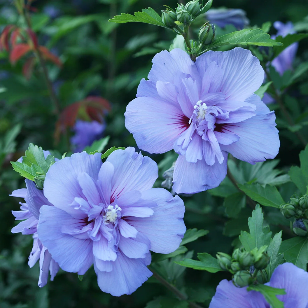 Proven Winners® Blue Chiffon® Rose of Sharon Althea Shrub 1 Proven Winners® Blue Chiffon® Rose of Sharon Althea Shrub