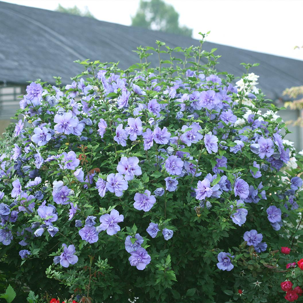 Proven Winners® Blue Chiffon® Rose of Sharon Althea Shrub 3 Proven Winners® Blue Chiffon® Rose of Sharon Althea Shrub