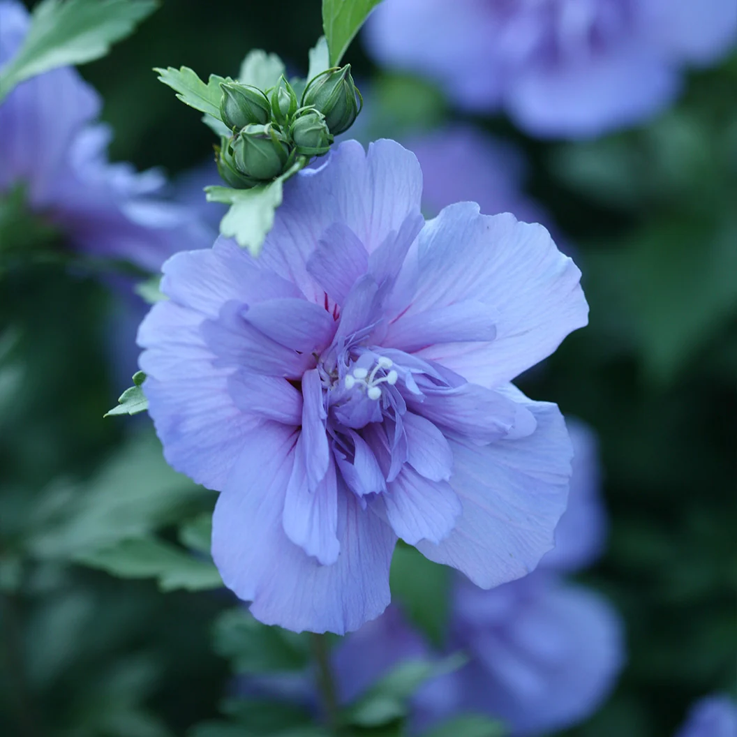 Proven Winners® Blue Chiffon® Rose of Sharon Althea Shrub 4 Proven Winners® Blue Chiffon® Rose of Sharon Althea Shrub