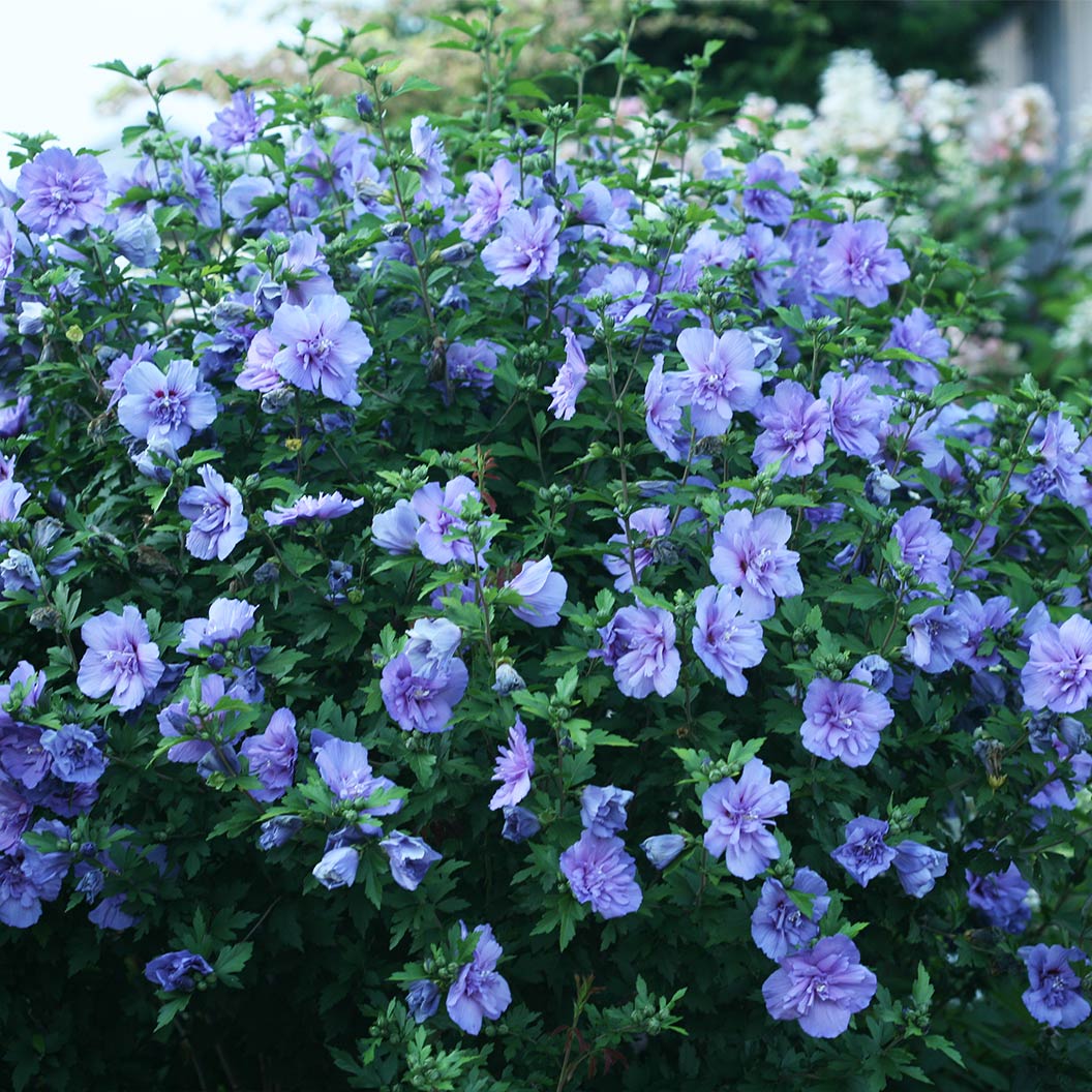 Proven Winners® Blue Chiffon® Rose of Sharon Althea Shrub 5 Proven Winners® Blue Chiffon® Rose of Sharon Althea Shrub