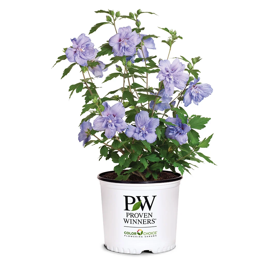 Proven Winners® Blue Chiffon® Rose of Sharon Althea Shrub 6 Proven Winners® Blue Chiffon® Rose of Sharon Althea Shrub