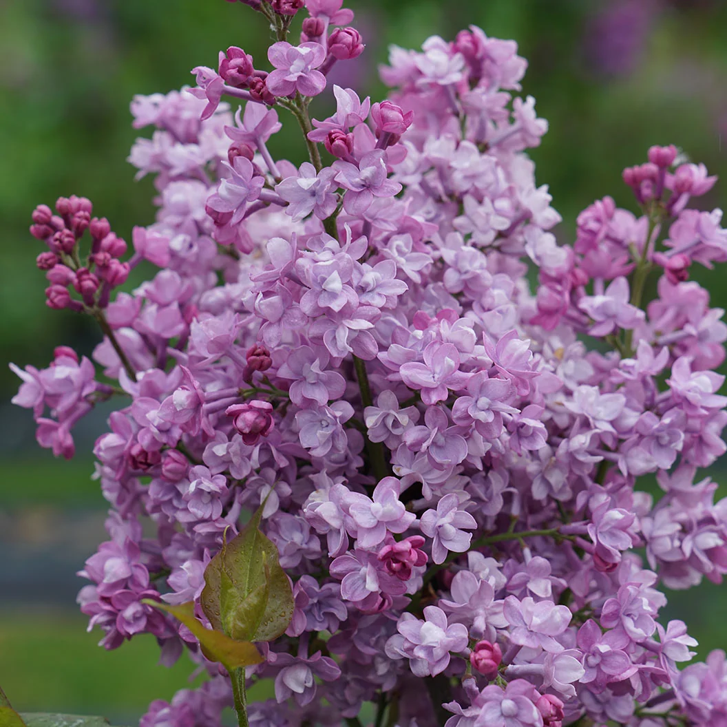 Proven Winners® Scentara® Double Blue Lilac Shrub