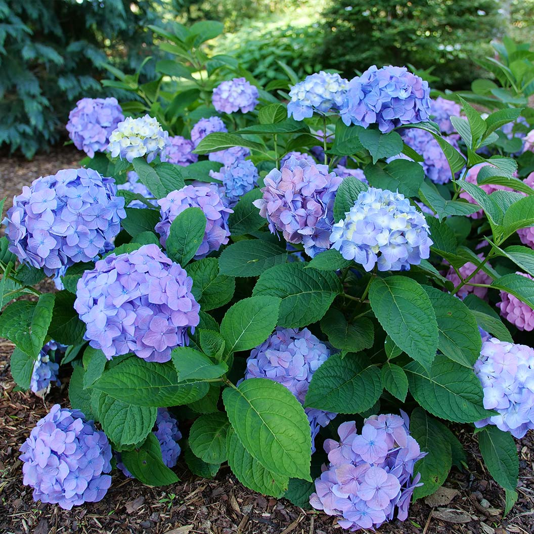 Proven Winners® Let's Dance Sky View® Hydrangea 1 Proven Winners® Let's Dance Sky View® Hydrangea