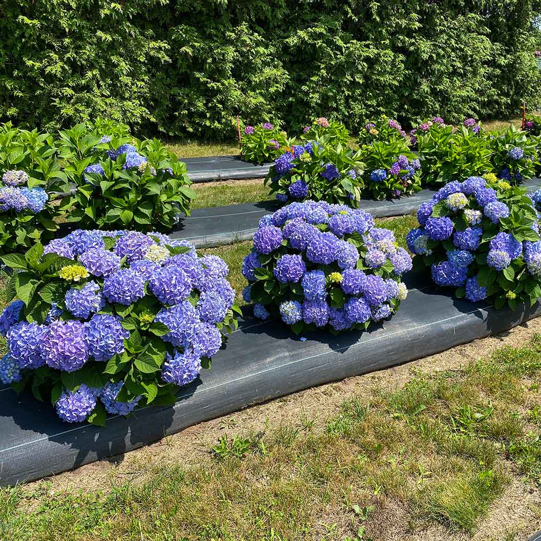 Proven Winners® Let's Dance Sky View® Hydrangea 3 Proven Winners® Let's Dance Sky View® Hydrangea