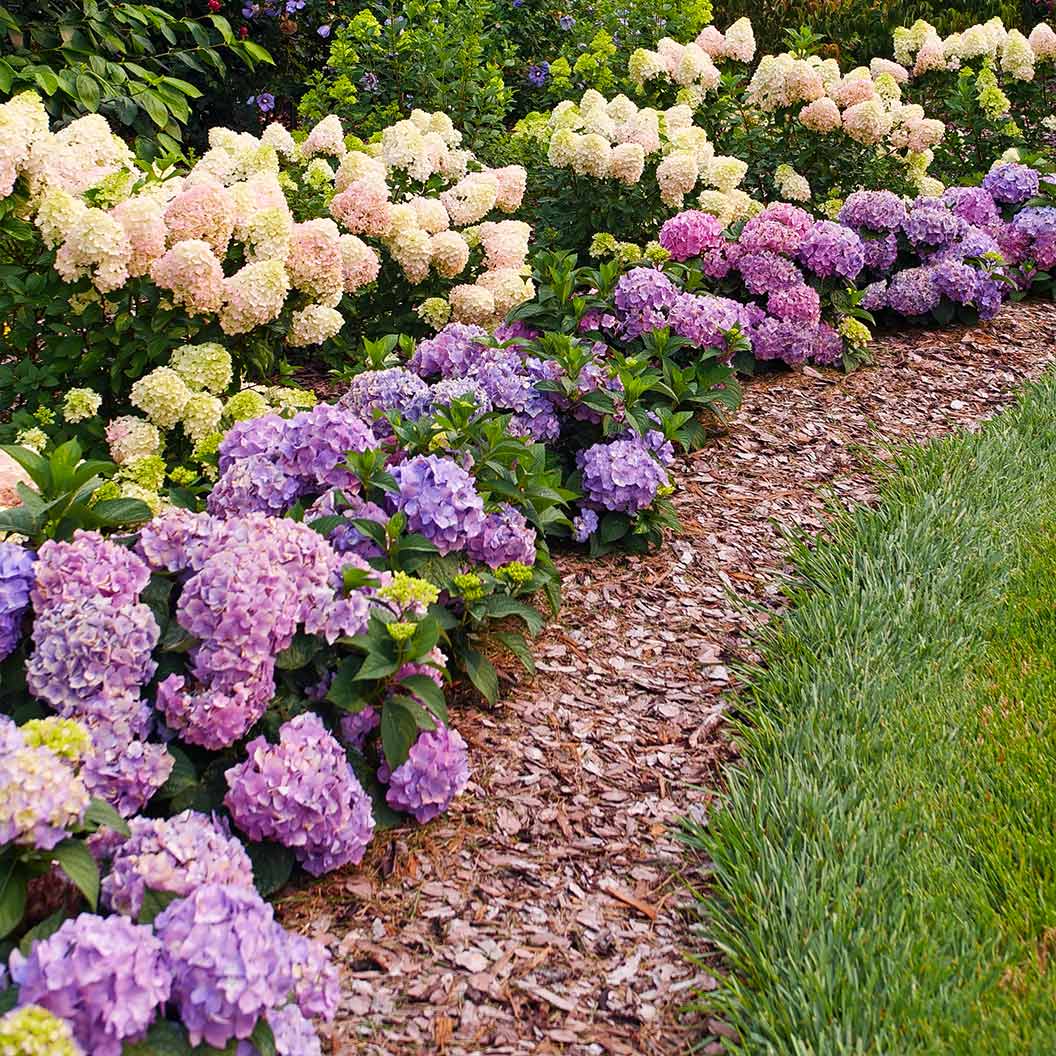 Proven Winners® Let's Dance Sky View® Hydrangea 4 Proven Winners® Let's Dance Sky View® Hydrangea