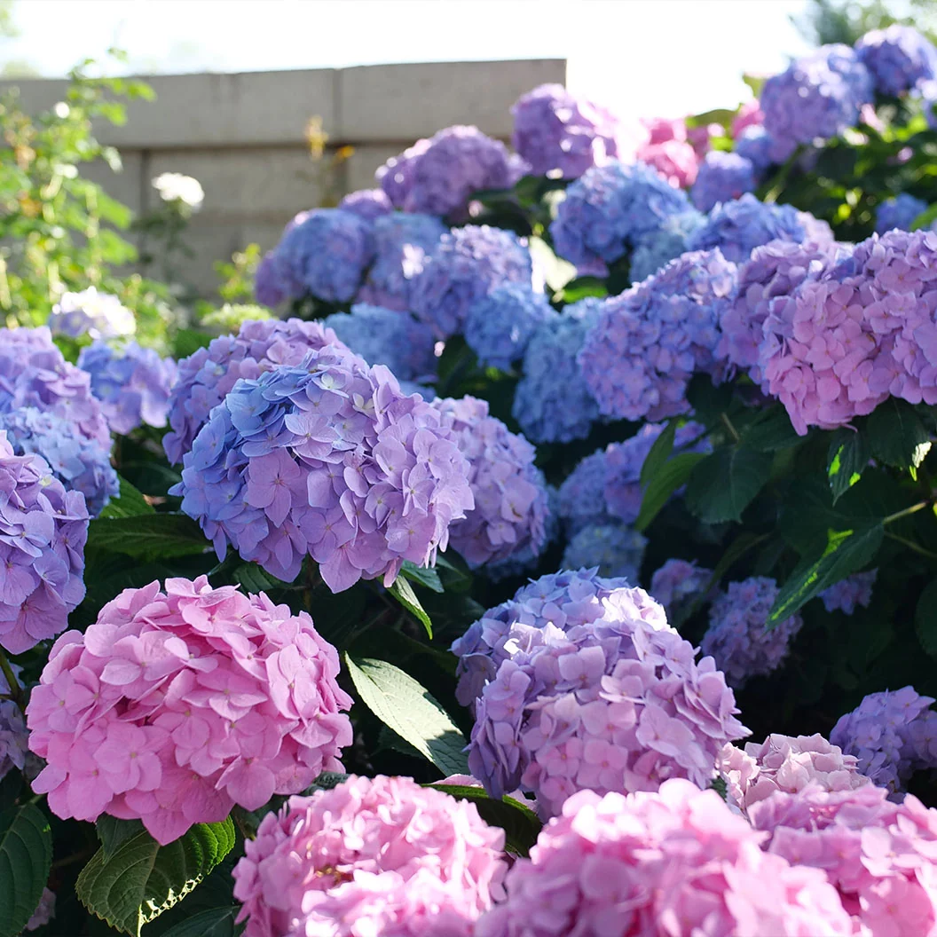 Proven Winners® Let's Dance Sky View® Hydrangea 5 Proven Winners® Let's Dance Sky View® Hydrangea