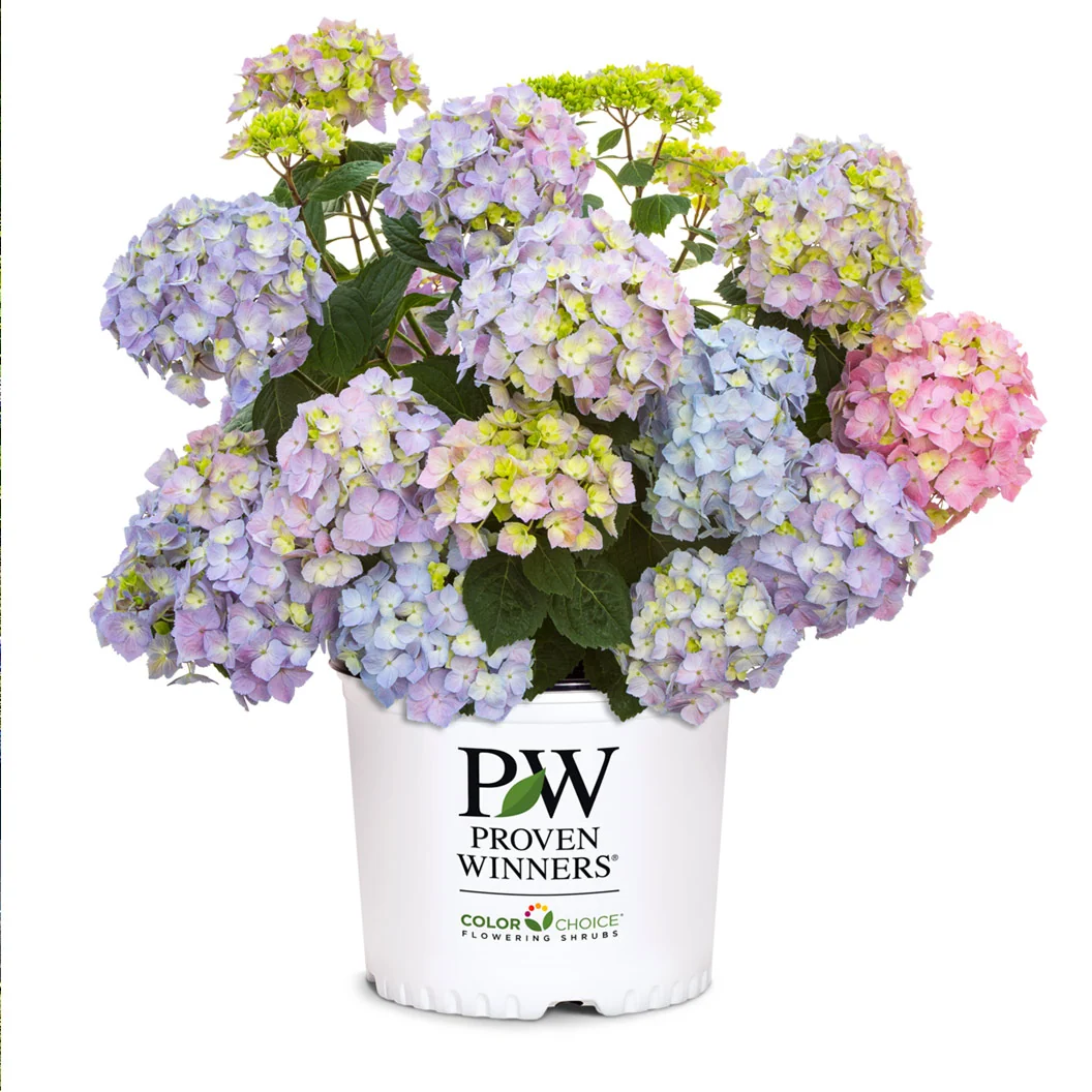 Proven Winners® Let's Dance Sky View® Hydrangea 6 Proven Winners® Let's Dance Sky View® Hydrangea