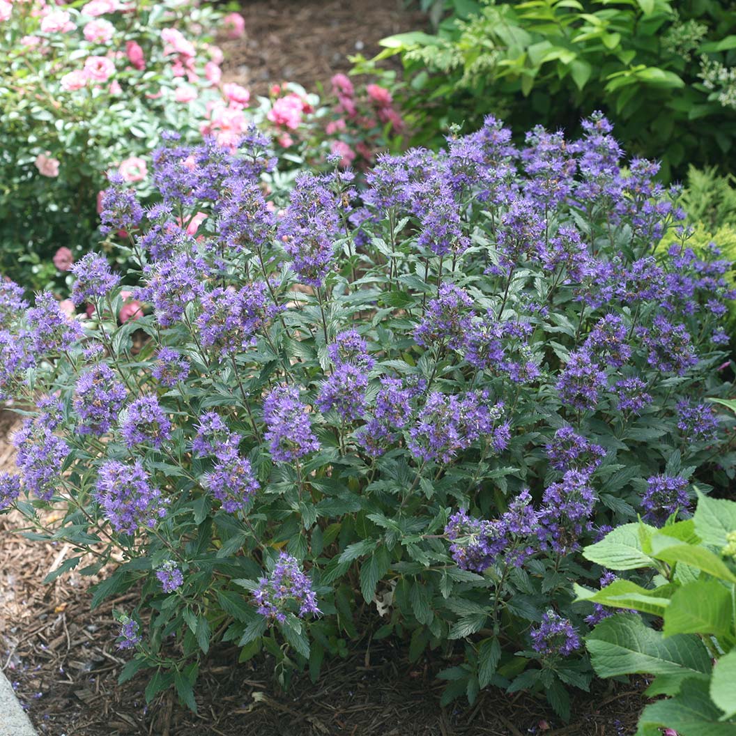 Proven Winners® Beyond Midnight® Bluebeard Shrub 1 Proven Winners® Beyond Midnight® Bluebeard Shrub