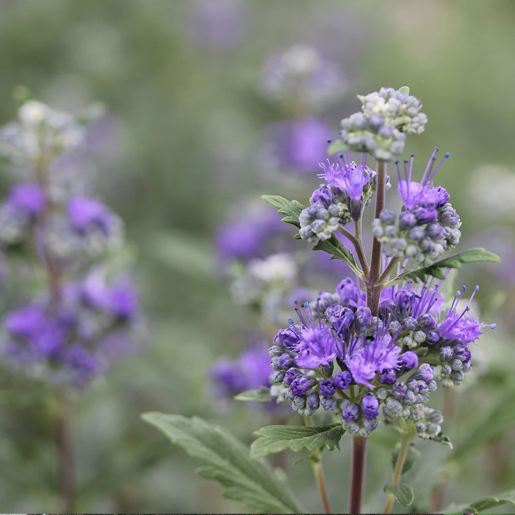 Proven Winners® Beyond Midnight® Bluebeard Shrub 3 Proven Winners® Beyond Midnight® Bluebeard Shrub