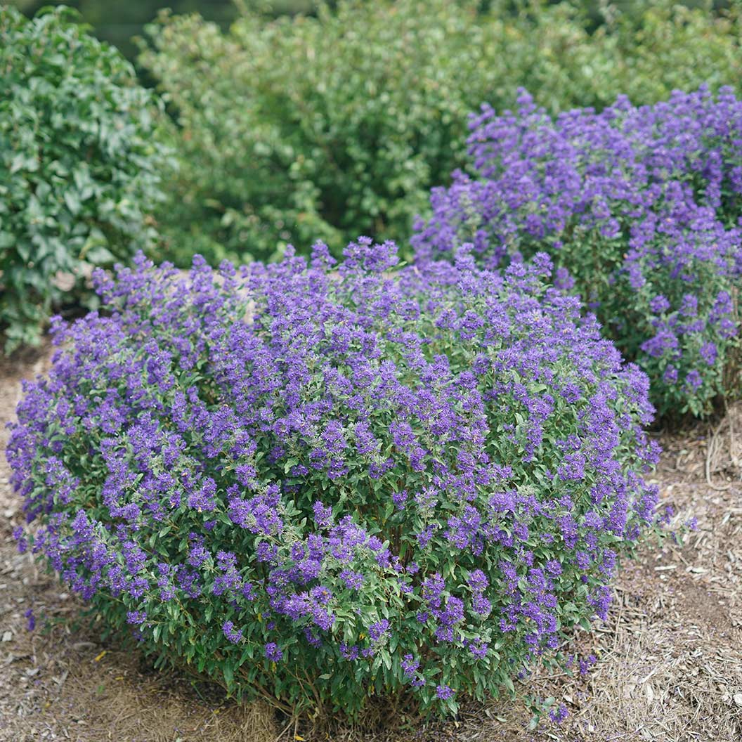 Proven Winners® Beyond Midnight® Bluebeard Shrub 4 Proven Winners® Beyond Midnight® Bluebeard Shrub