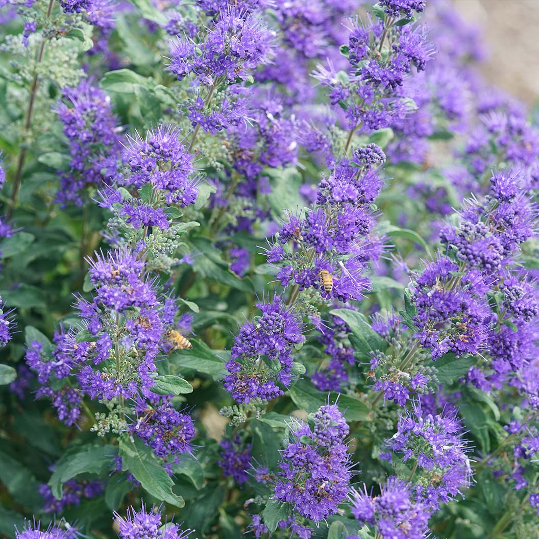 Proven Winners® Beyond Midnight® Bluebeard Shrub 5 Proven Winners® Beyond Midnight® Bluebeard Shrub
