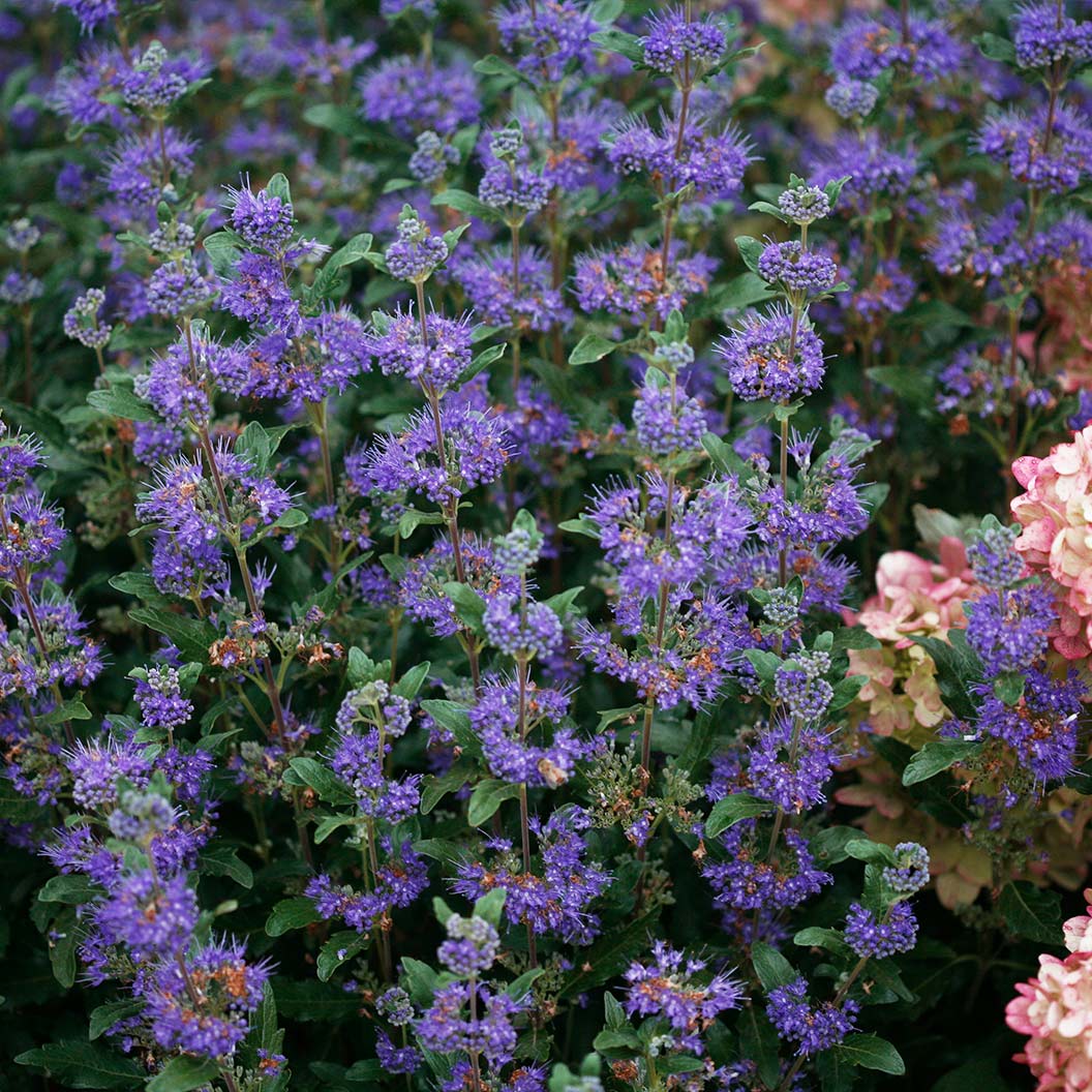 Proven Winners® Beyond Midnight® Bluebeard Shrub 6 Proven Winners® Beyond Midnight® Bluebeard Shrub