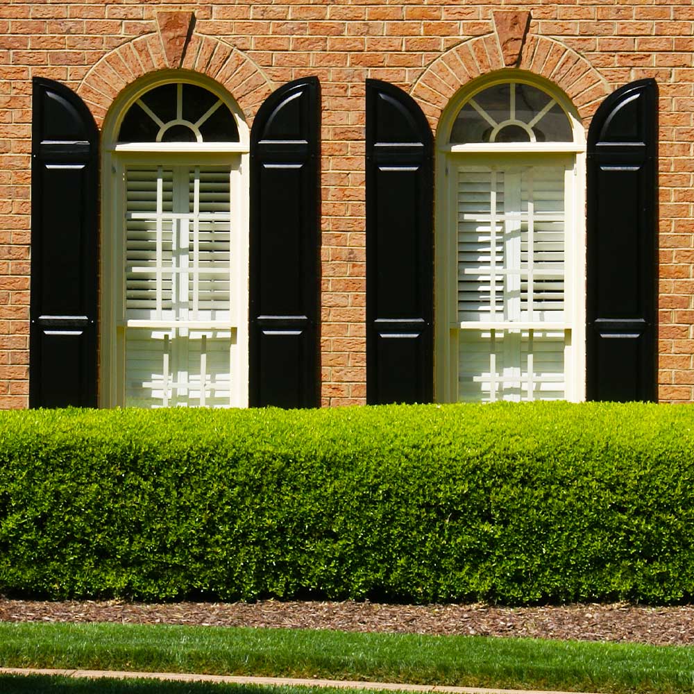 Titan Boxwood Shrub 2 Titan Boxwood Shrub