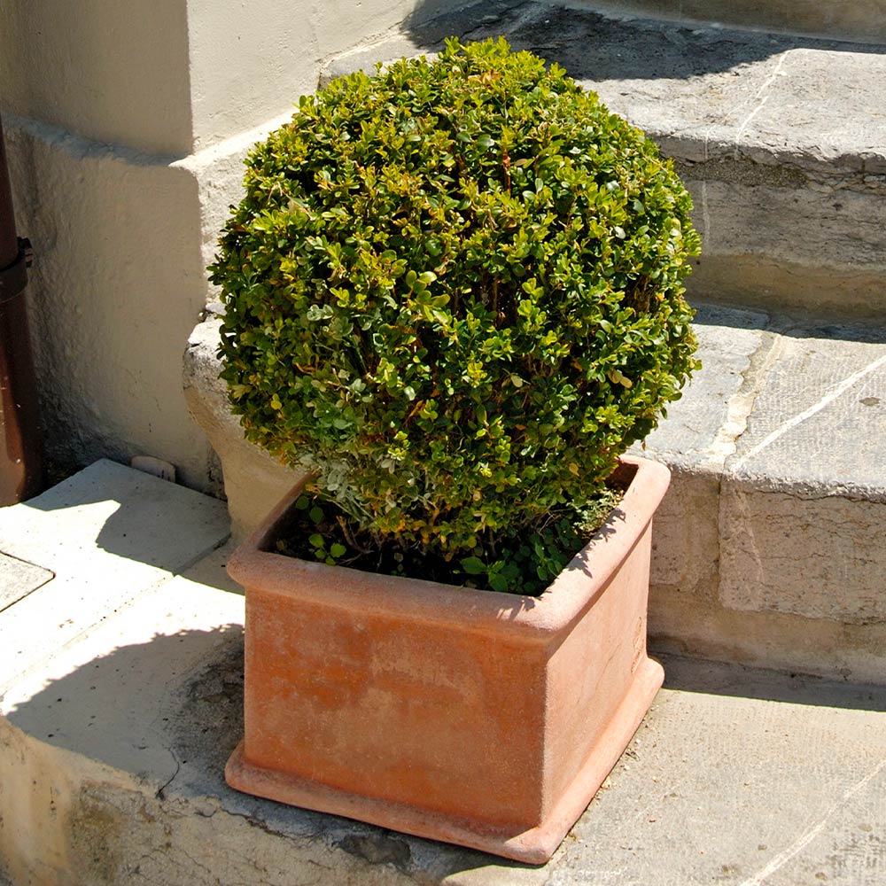 Titan Boxwood Shrub 3 Titan Boxwood Shrub