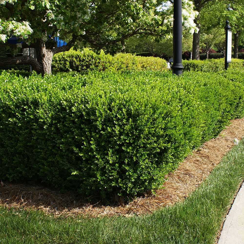 Titan Boxwood Shrub 4 Titan Boxwood Shrub