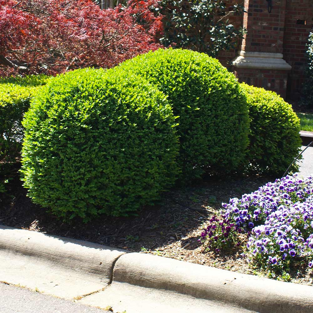 Titan Boxwood Shrub 5 Titan Boxwood Shrub