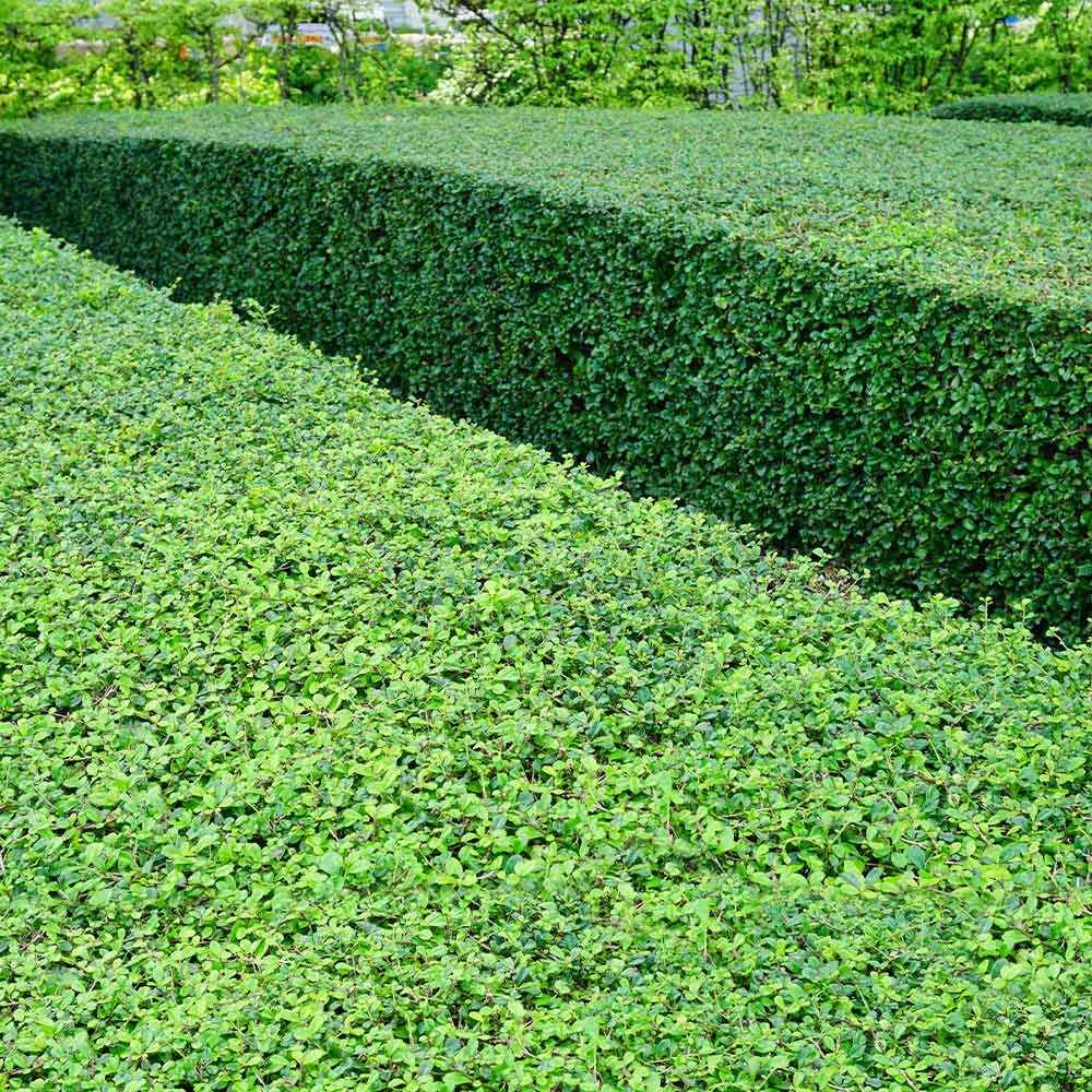 Titan Boxwood Shrub 6 Titan Boxwood Shrub