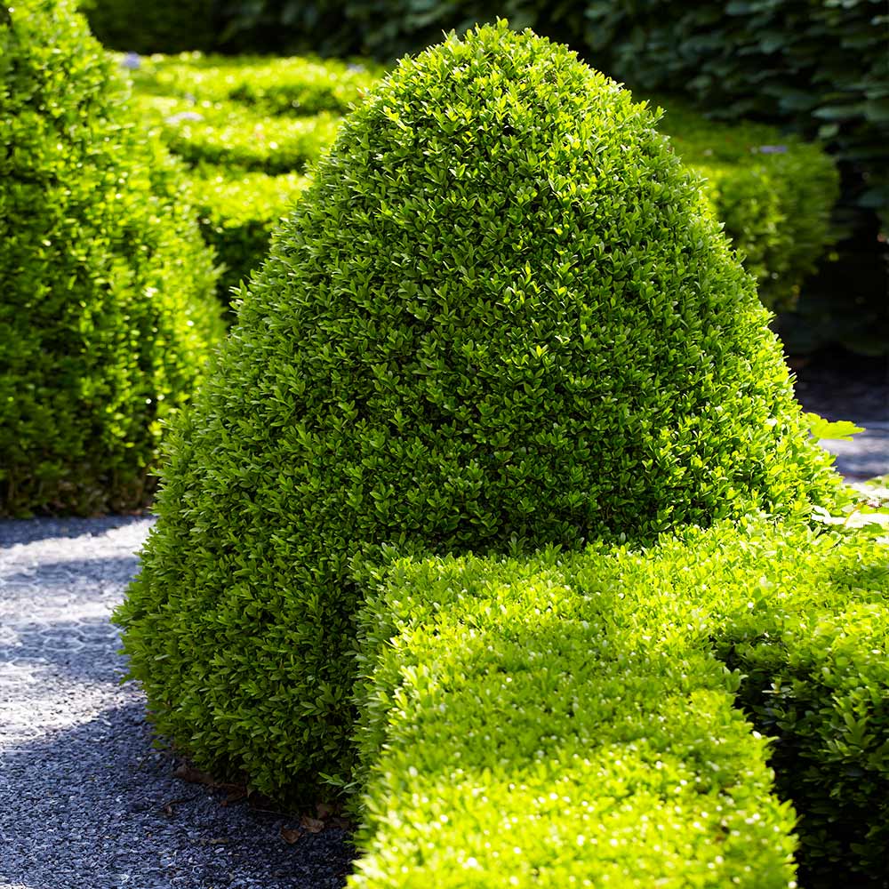 American Boxwood Shrub 2 American Boxwood Shrub