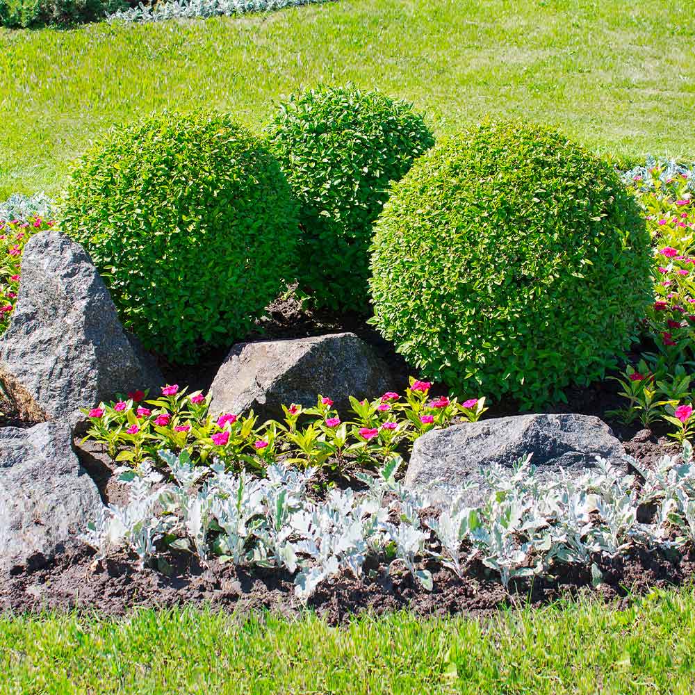 American Boxwood Shrub 4 American Boxwood Shrub