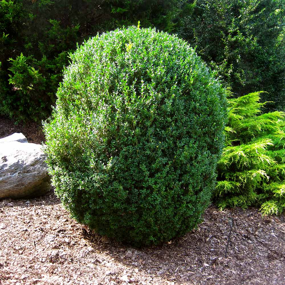 American Boxwood Shrub 5 American Boxwood Shrub