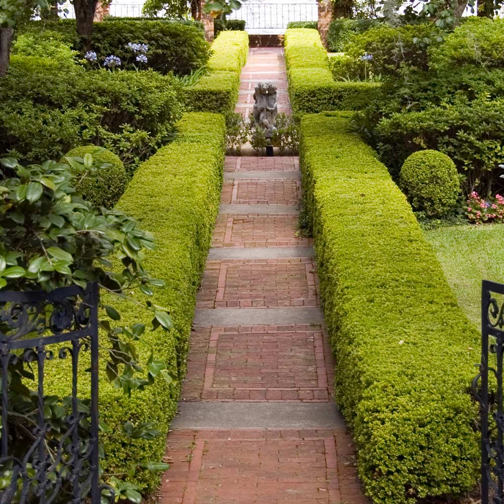 American Boxwood Shrub 6 American Boxwood Shrub