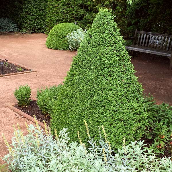 Green Mountain Boxwood Shrub