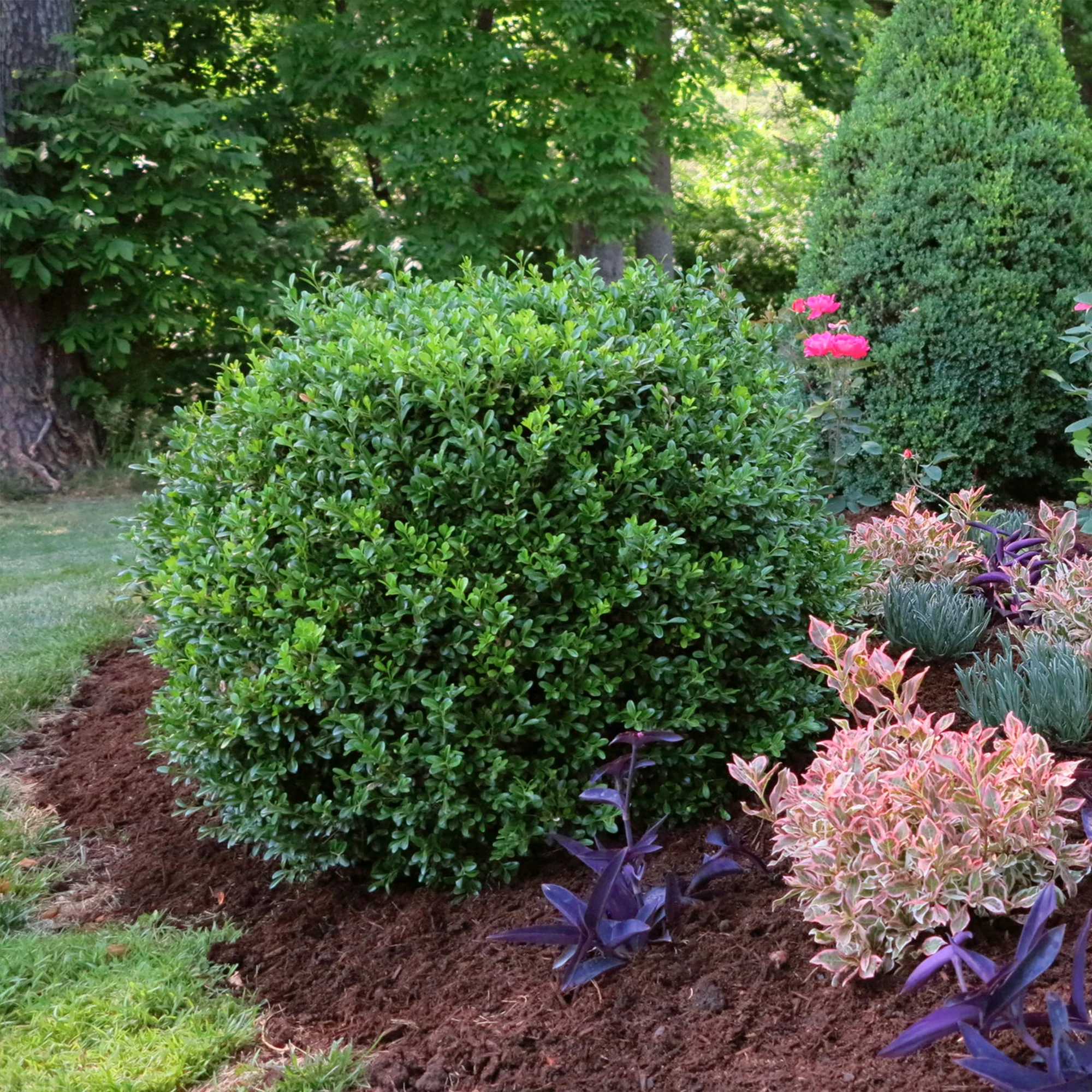 Proven Winners® NewGen Independence® Boxwood Shrub