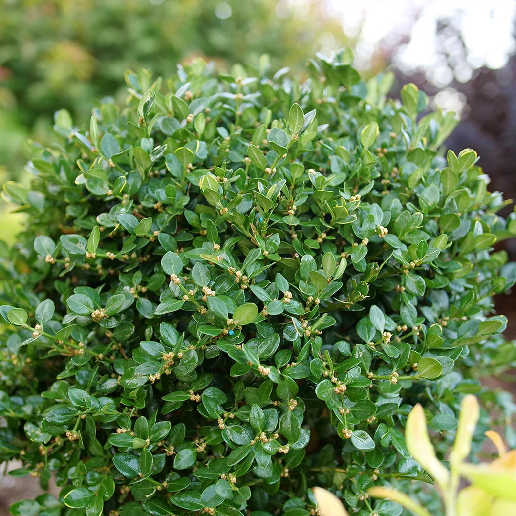 Proven Winners® Neatball® Boxwood Shrub 2 Proven Winners® Neatball® Boxwood Shrub