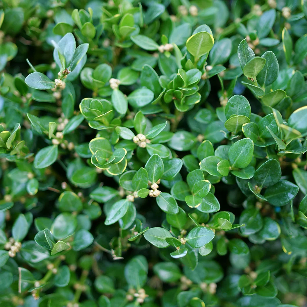 Proven Winners® Neatball® Boxwood Shrub 3 Proven Winners® Neatball® Boxwood Shrub