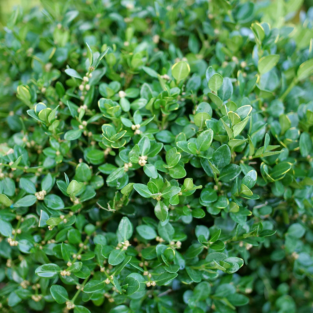 Proven Winners® Neatball® Boxwood Shrub 4 Proven Winners® Neatball® Boxwood Shrub