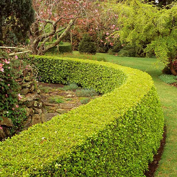 Southern Living® Baby Gem Boxwood Shrub 1 Southern Living® Baby Gem Boxwood Shrub