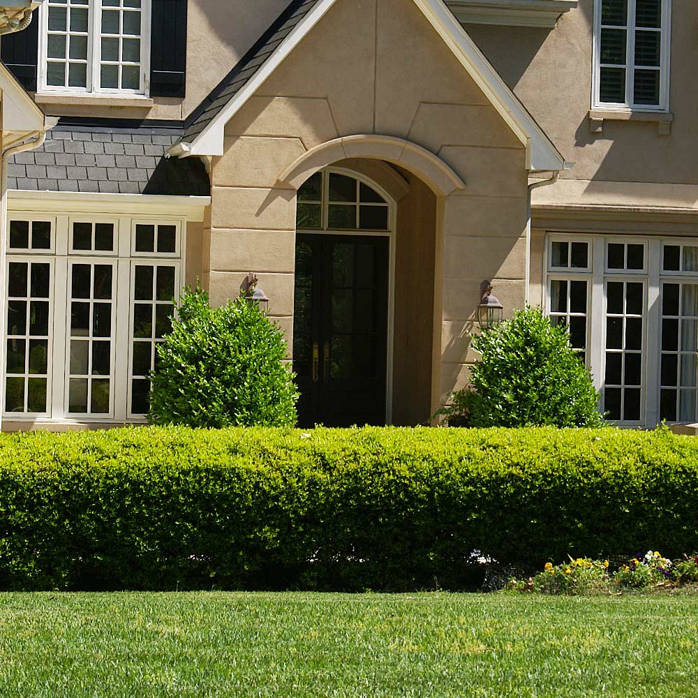 Southern Living® Baby Gem Boxwood Shrub 3 Southern Living® Baby Gem Boxwood Shrub