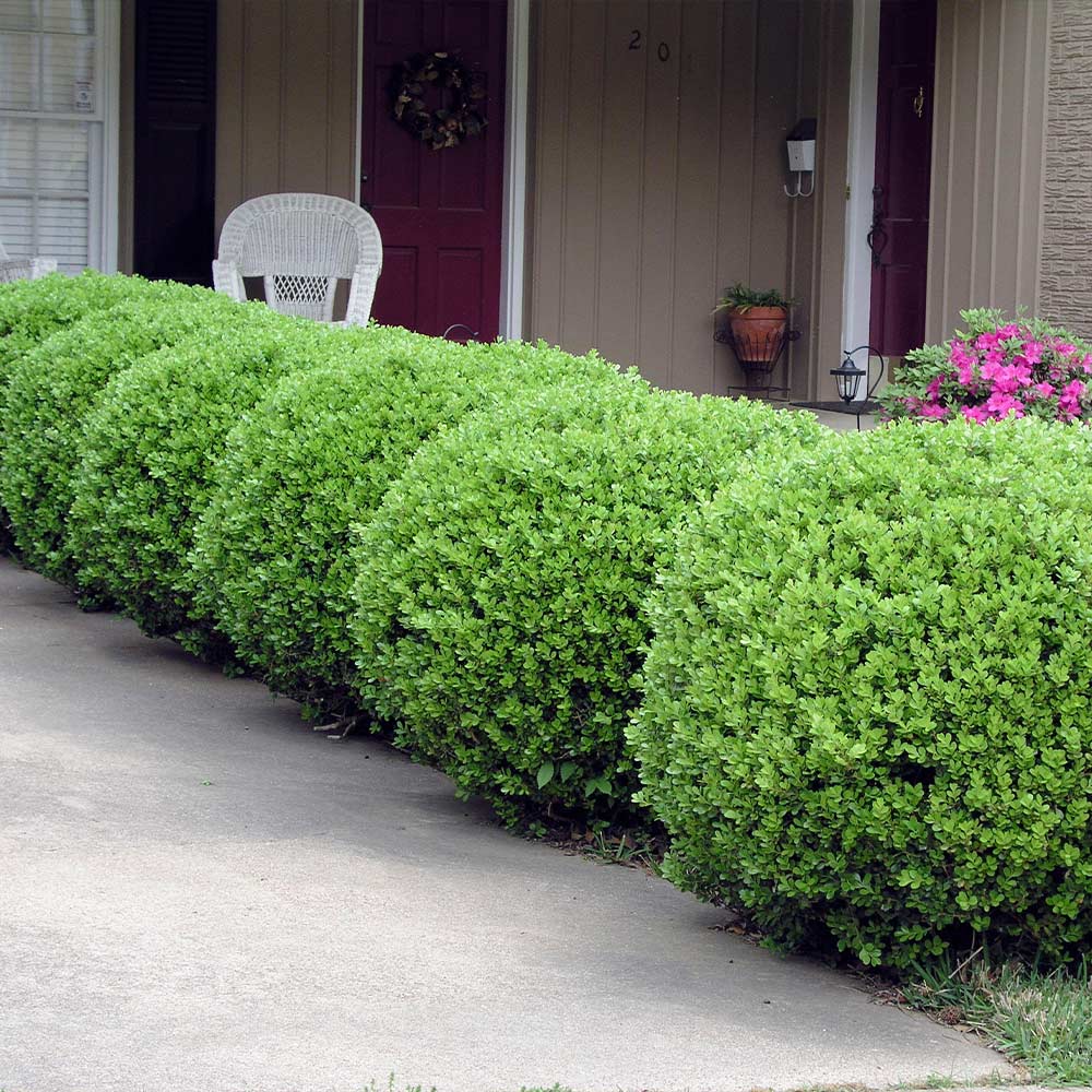 Southern Living® Baby Gem Boxwood Shrub 4 Southern Living® Baby Gem Boxwood Shrub