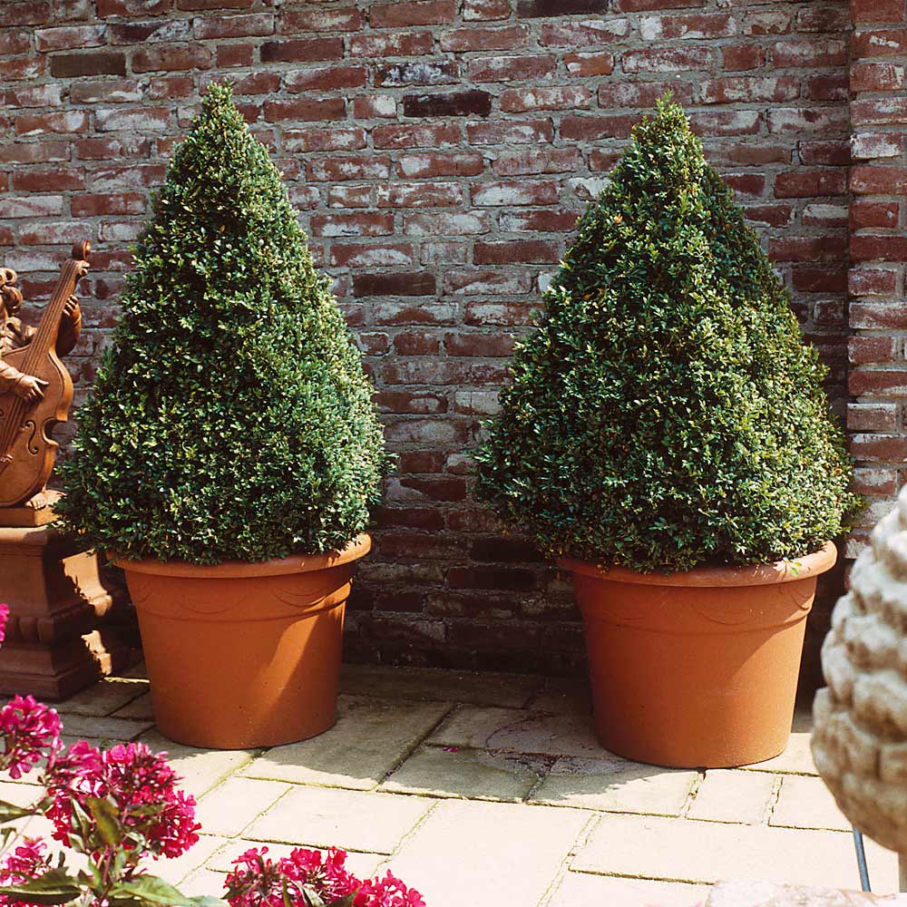 Southern Living® Baby Gem Boxwood Shrub 5 Southern Living® Baby Gem Boxwood Shrub