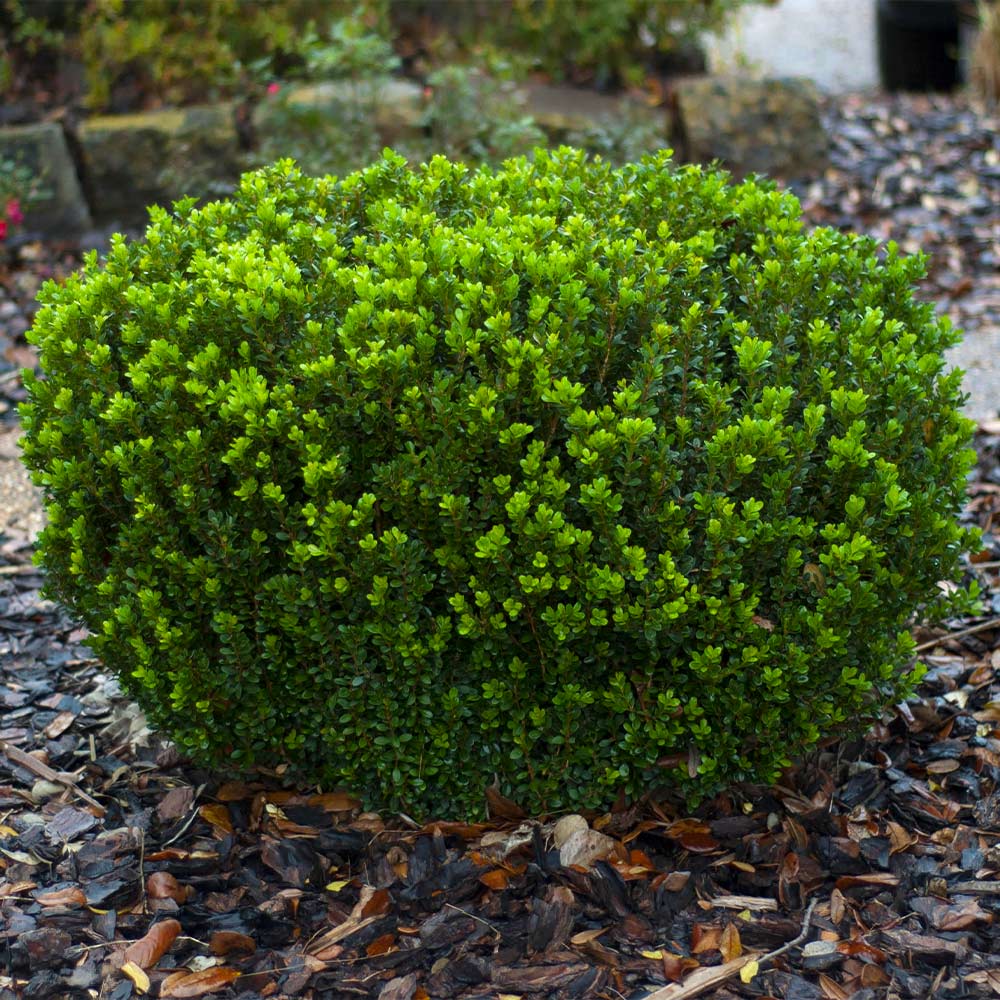 Southern Living® Baby Gem Boxwood Shrub 6 Southern Living® Baby Gem Boxwood Shrub