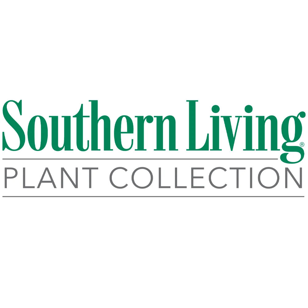 Southern Living® Baby Gem Boxwood Shrub 7 Southern Living® Baby Gem Boxwood Shrub