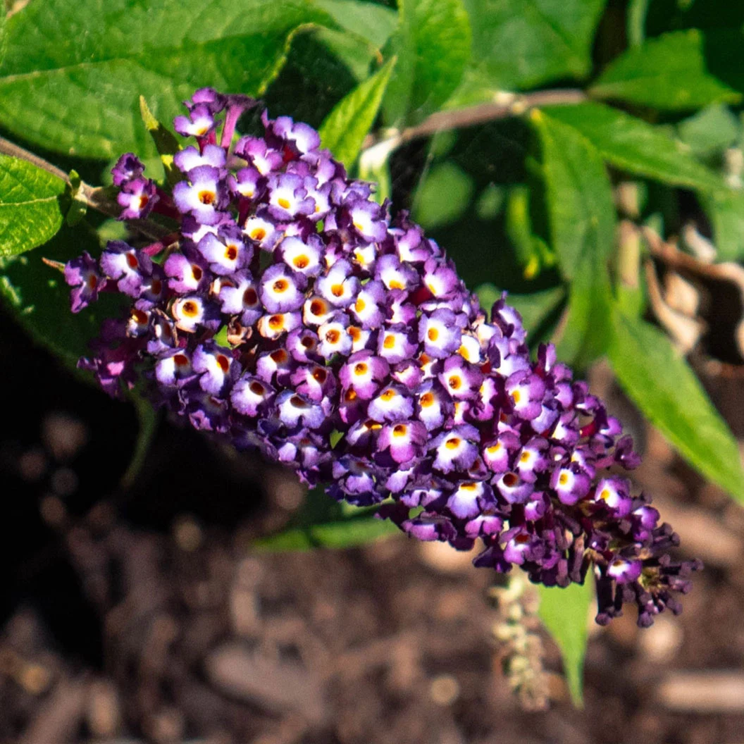 Bloomin’ Easy® Blueberry Pie Butterfly Bush
