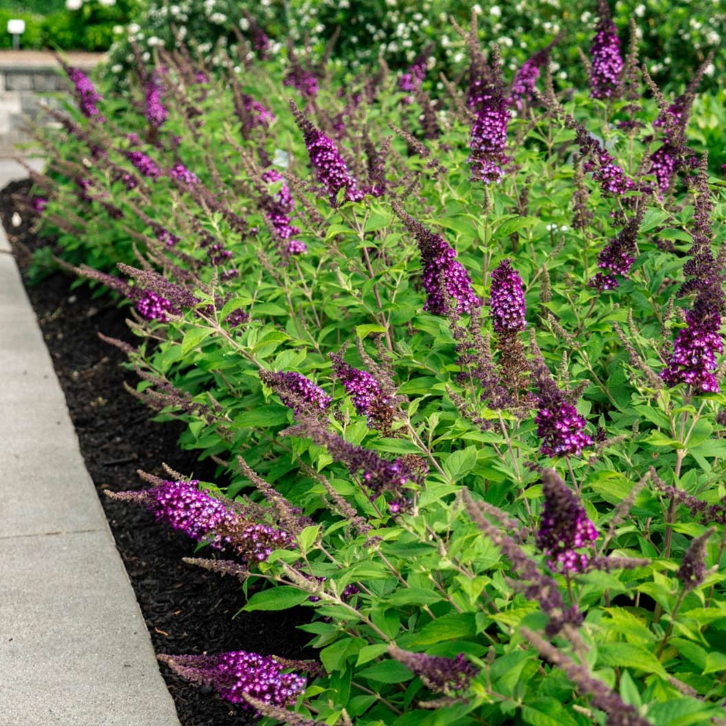 Bloomin’ Easy® Blueberry Pie Butterfly Bush 3 Bloomin’ Easy® Blueberry Pie Butterfly Bush