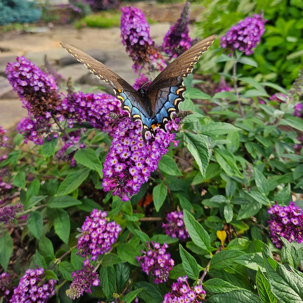 Bloomin’ Easy® Blueberry Pie Butterfly Bush 4 Bloomin’ Easy® Blueberry Pie Butterfly Bush