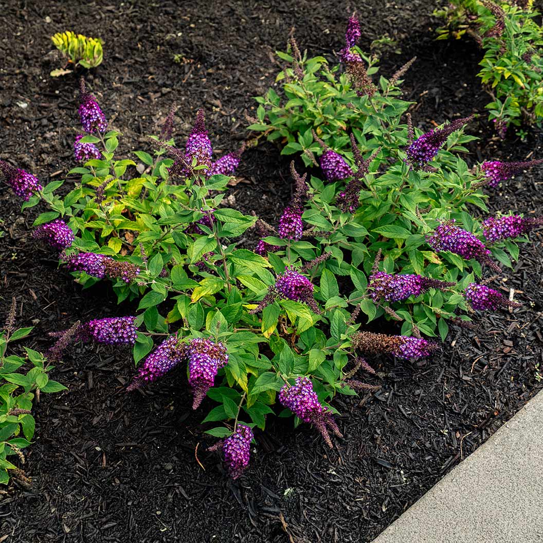 Bloomin’ Easy® Blueberry Pie Butterfly Bush 5 Bloomin’ Easy® Blueberry Pie Butterfly Bush