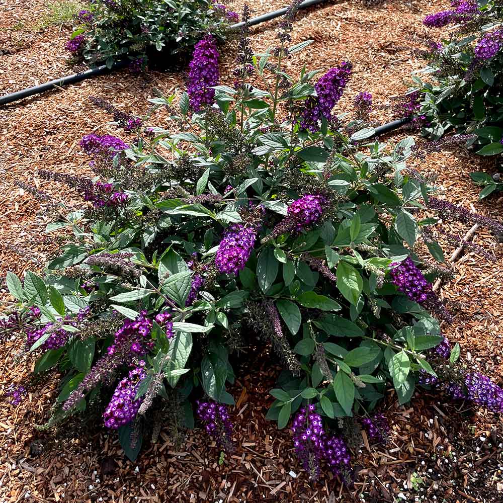 Bloomin’ Easy® Blueberry Pie Butterfly Bush 6 Bloomin’ Easy® Blueberry Pie Butterfly Bush