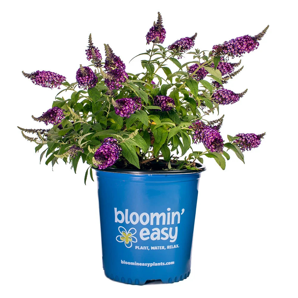 Bloomin’ Easy® Blueberry Pie Butterfly Bush 7 Bloomin’ Easy® Blueberry Pie Butterfly Bush