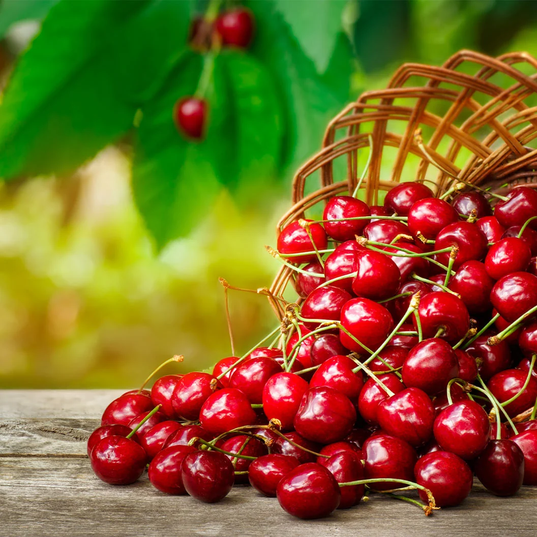 Juliet Dwarf Cherry Bush 2 Juliet Dwarf Cherry Bush