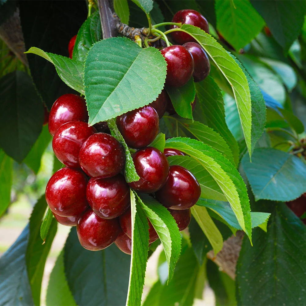 Romeo Dwarf Cherry Bush 2 Romeo Dwarf Cherry Bush