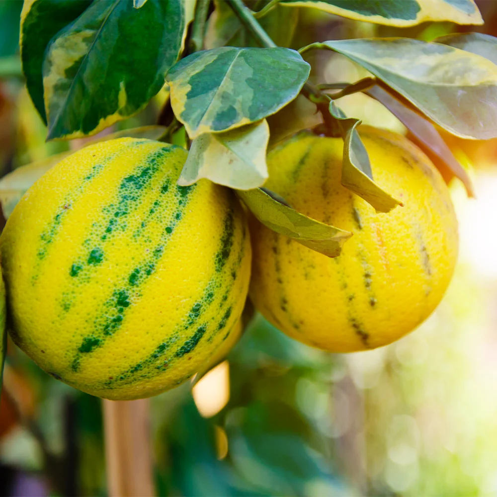 Pink Variegated Eureka Lemon Bush 2 Pink Variegated Eureka Lemon Bush