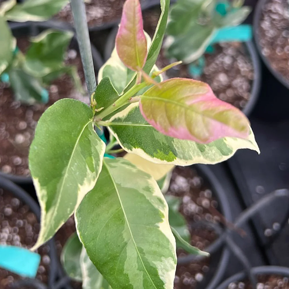 Pink Variegated Eureka Lemon Bush 4 Pink Variegated Eureka Lemon Bush