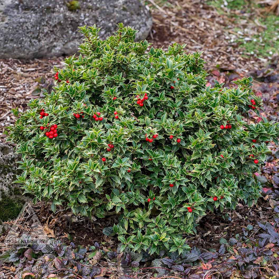 Rock Garden Holly Bush