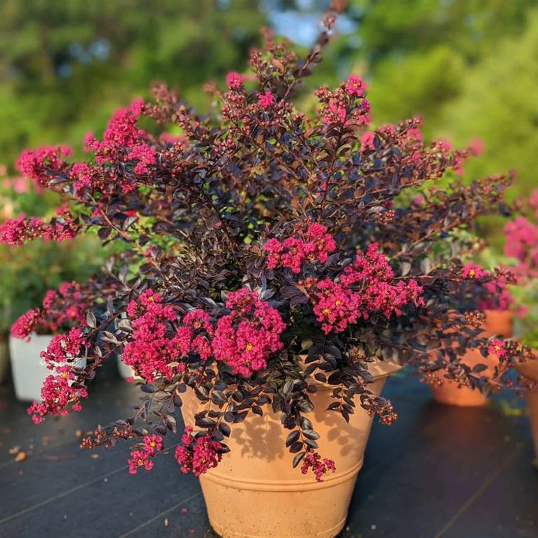 Black Diamond® Pave Pink™ Crape Myrtle Bush 2 Black Diamond® Pave Pink™ Crape Myrtle Bush